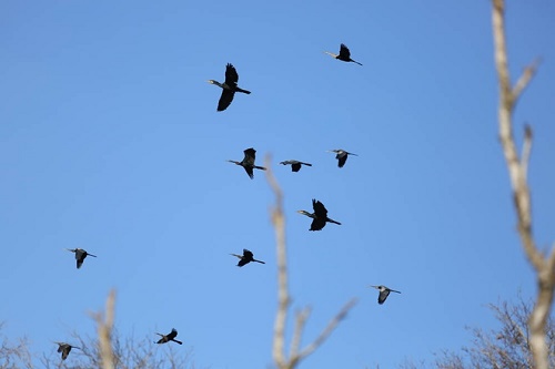 troupeau d'oiseaux